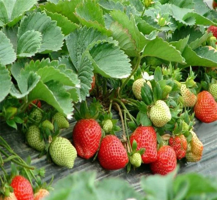 Last Day 70% OFF- 🍓Four Seasons giant strawberry cream seeds- 100% Germination