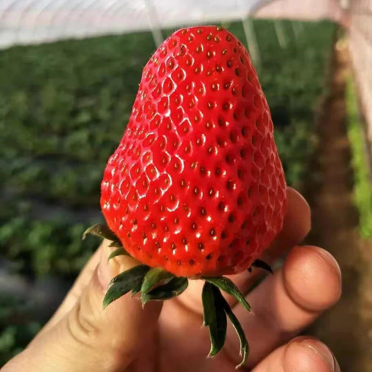 Last Day 70% OFF- 🍓Four Seasons giant strawberry cream seeds- 100% Germination