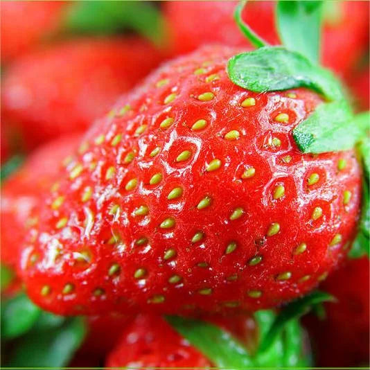 Last Day 70% OFF- 🍓Four Seasons giant strawberry cream seeds- 100% Germination