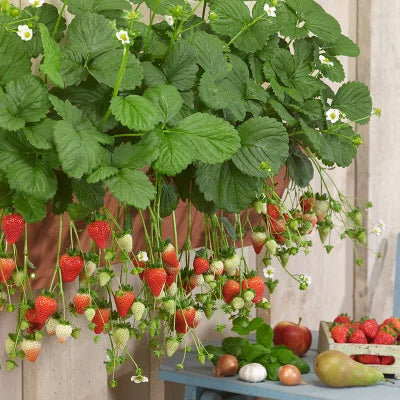 Last Day 70% OFF- 🍓Four Seasons giant strawberry cream seeds- 100% Germination