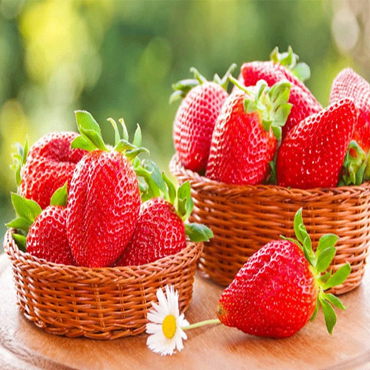 Last Day 70% OFF- 🍓Four Seasons giant strawberry cream seeds- 100% Germination