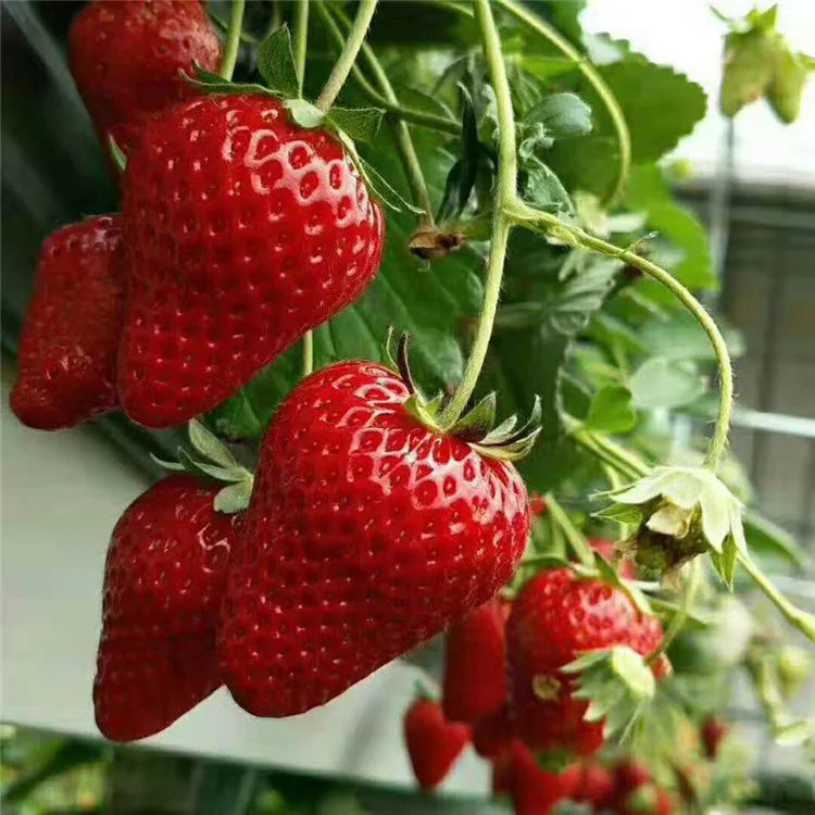 Last Day 70% OFF- 🍓Four Seasons giant strawberry cream seeds- 100% Germination