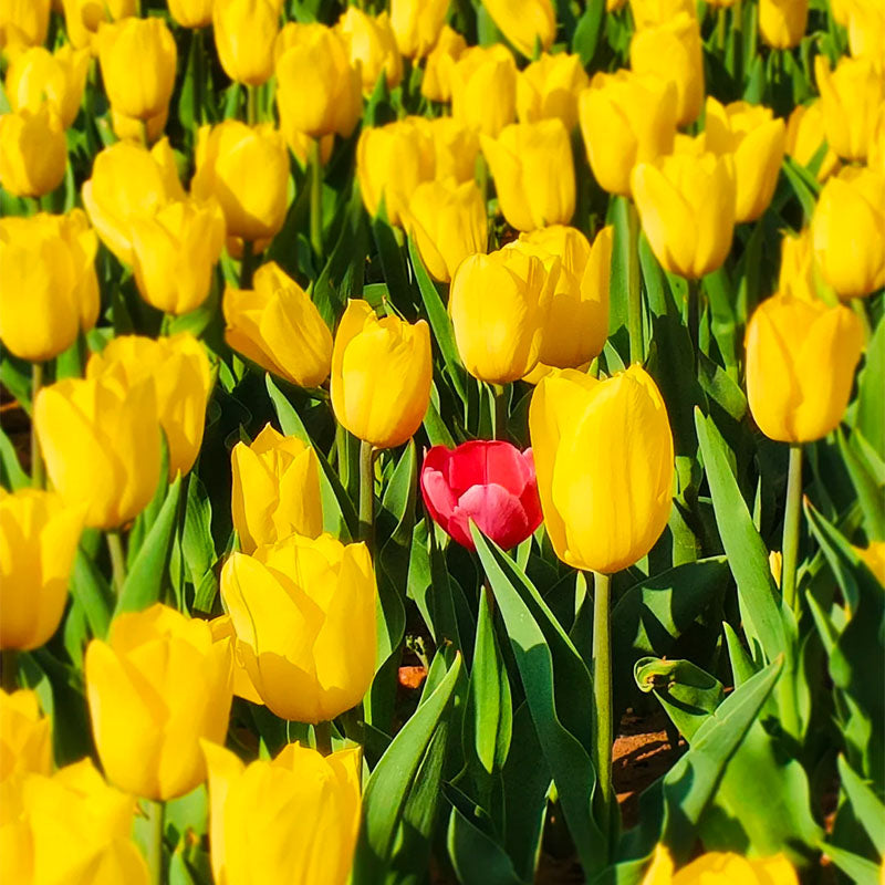 ⏰Limited Time Promotion –🌷 Mixed Tulip Seeds