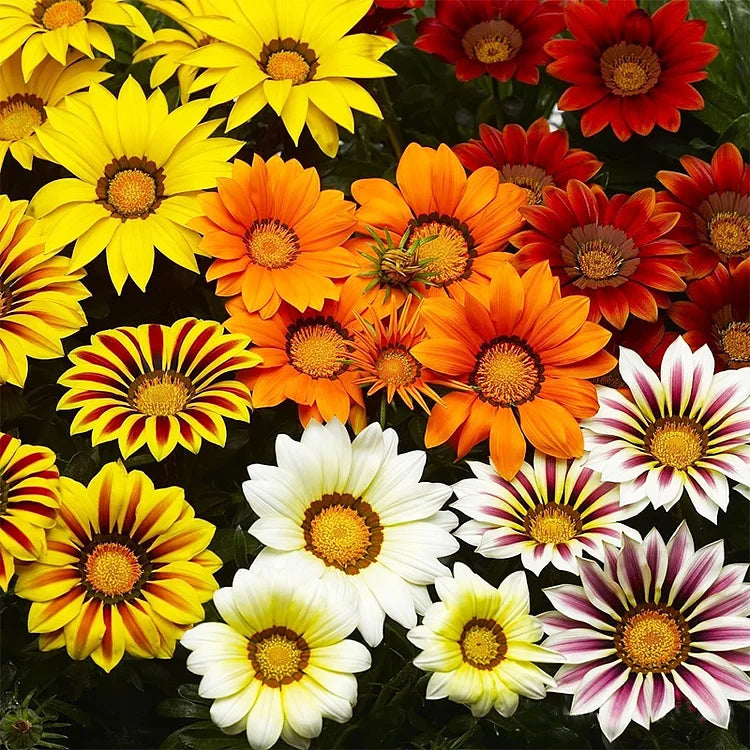 🌼Medal Chrysanthemum Seeds-Flower of Glory