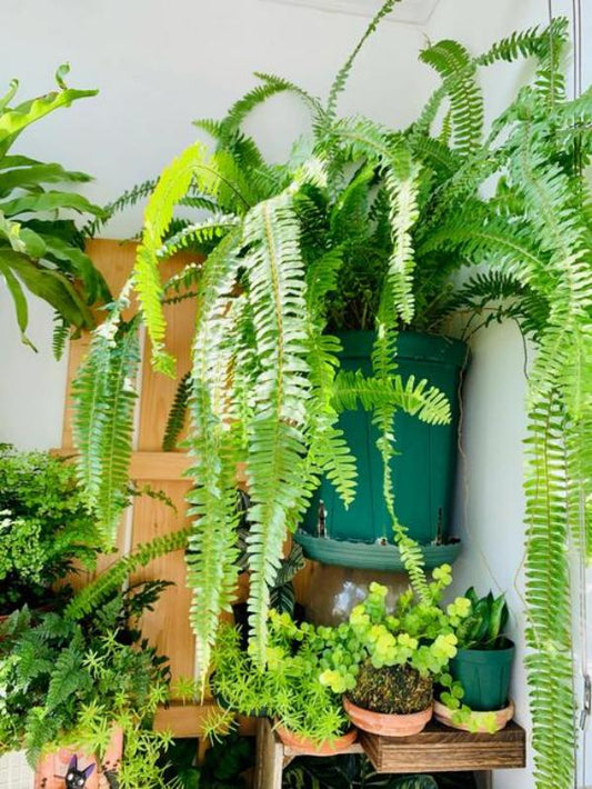 💥UV Resistant Lifelike Artificial Boston Fern