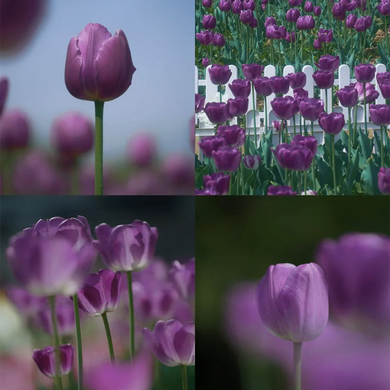 ⏰Limited Time Promotion –🌷 Mixed Tulip Seeds