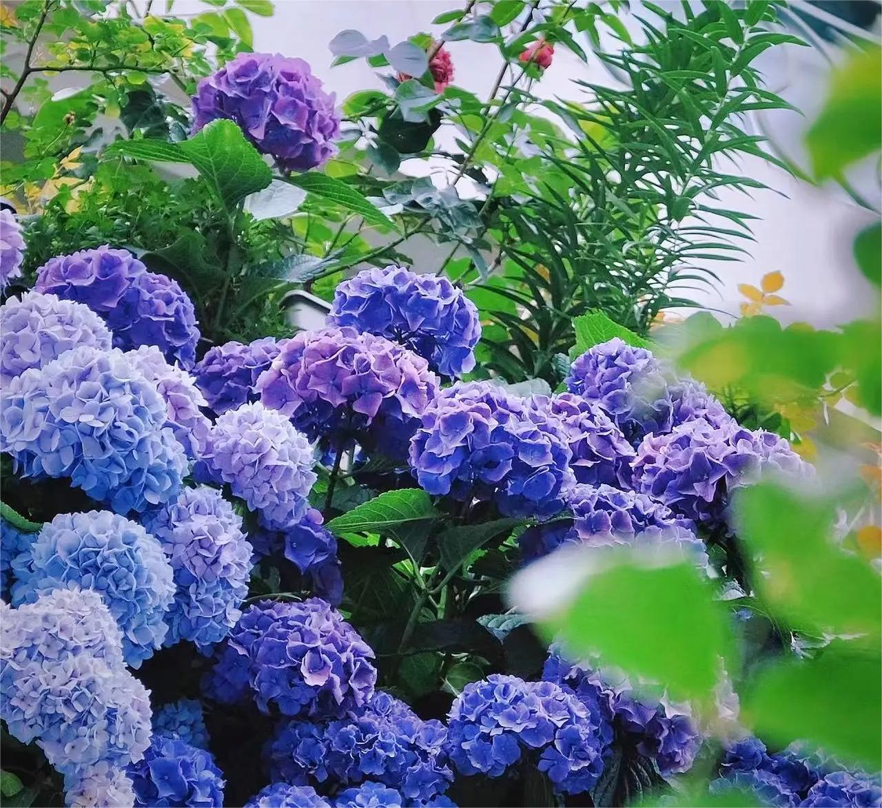🔥Hot sale🔥  Hydrangea Seed Bonsai Flower Seeds -7 Colors Mix💐