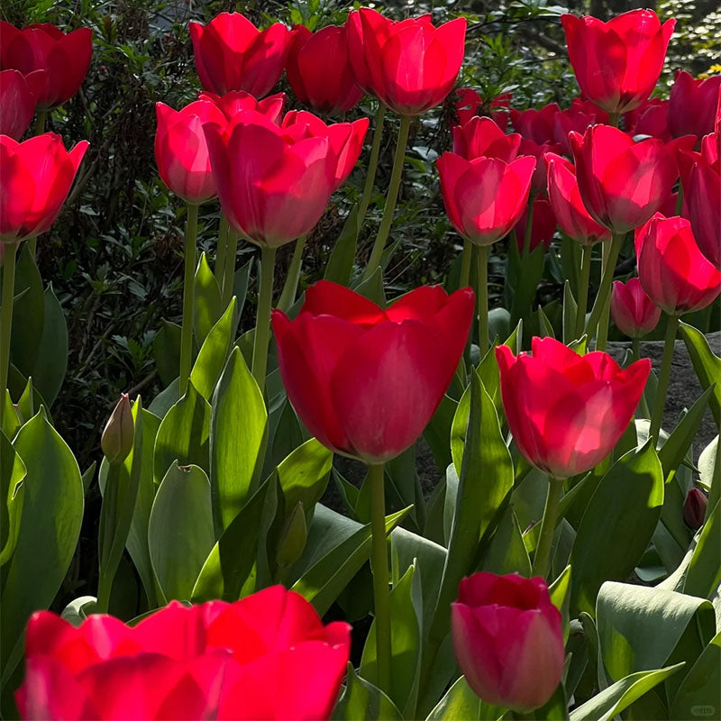 ⏰Limited Time Promotion –🌷 Mixed Tulip Seeds