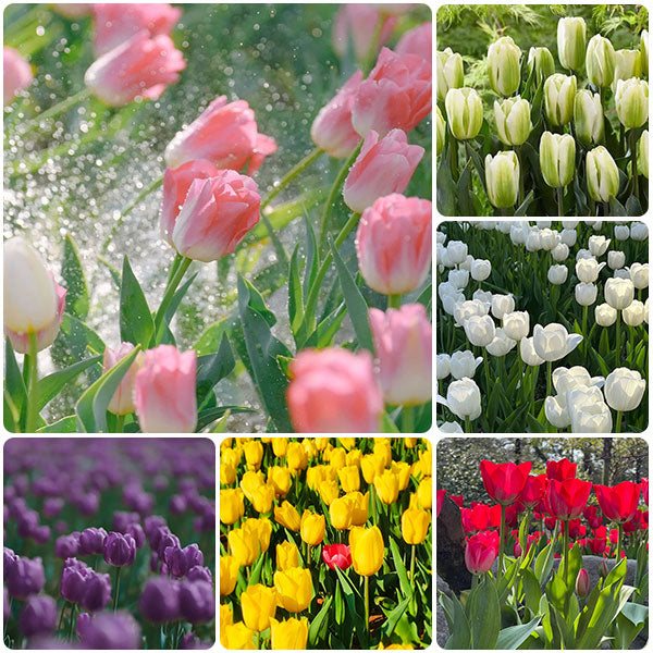 ⏰Limited Time Promotion –🌷 Mixed Tulip Seeds