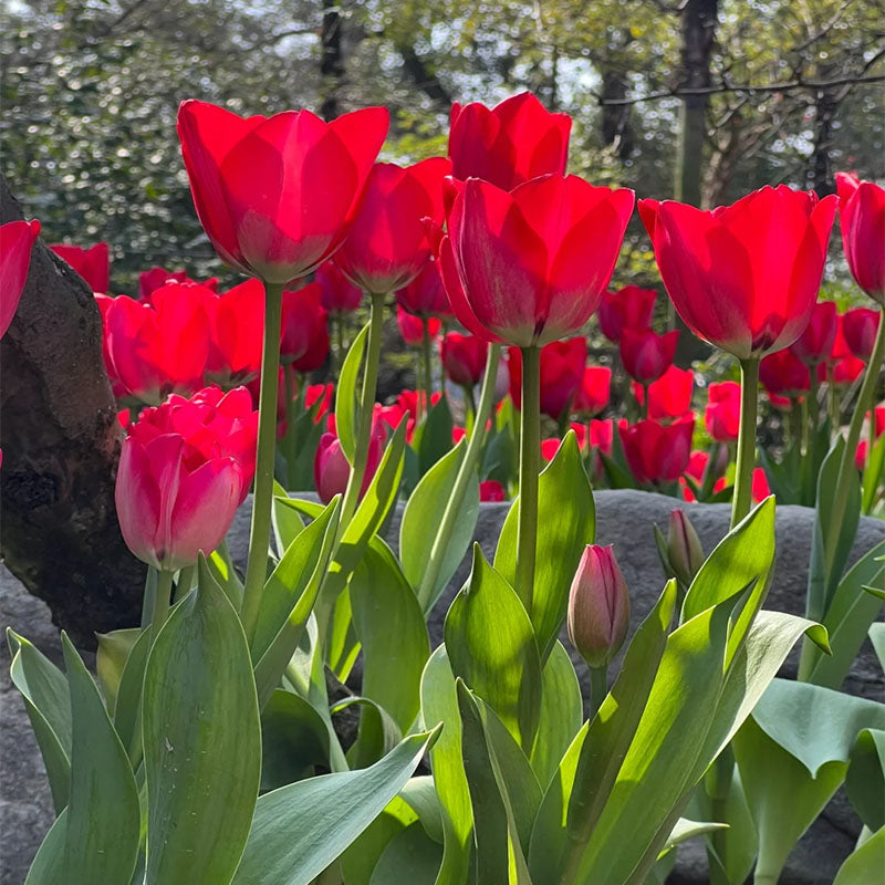 ⏰Limited Time Promotion –🌷 Mixed Tulip Seeds