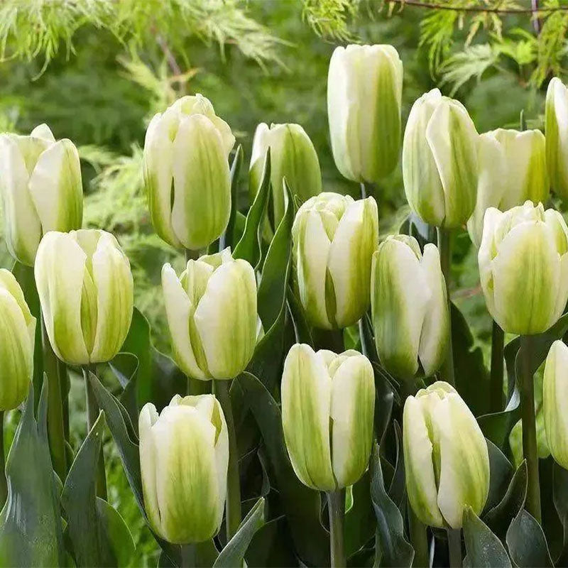 ⏰Limited Time Promotion –🌷 Mixed Tulip Seeds