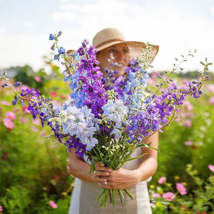 🌼BIG FLOWER DELPHINIUM SEEDS