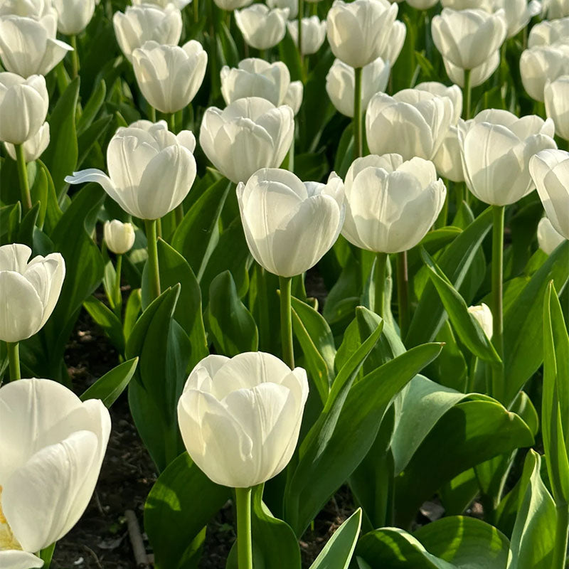 ⏰Limited Time Promotion –🌷 Mixed Tulip Seeds