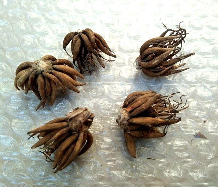 🌸Multicolor Ranunculus Asiaticus Bulbs