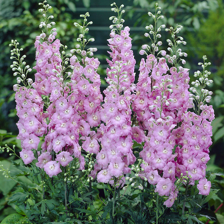 🌼BIG FLOWER DELPHINIUM SEEDS