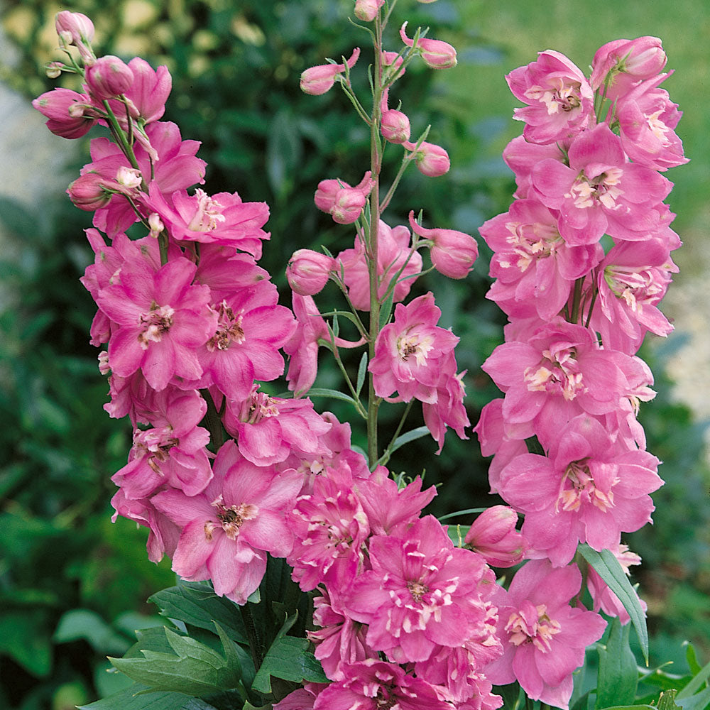 🌼BIG FLOWER DELPHINIUM SEEDS