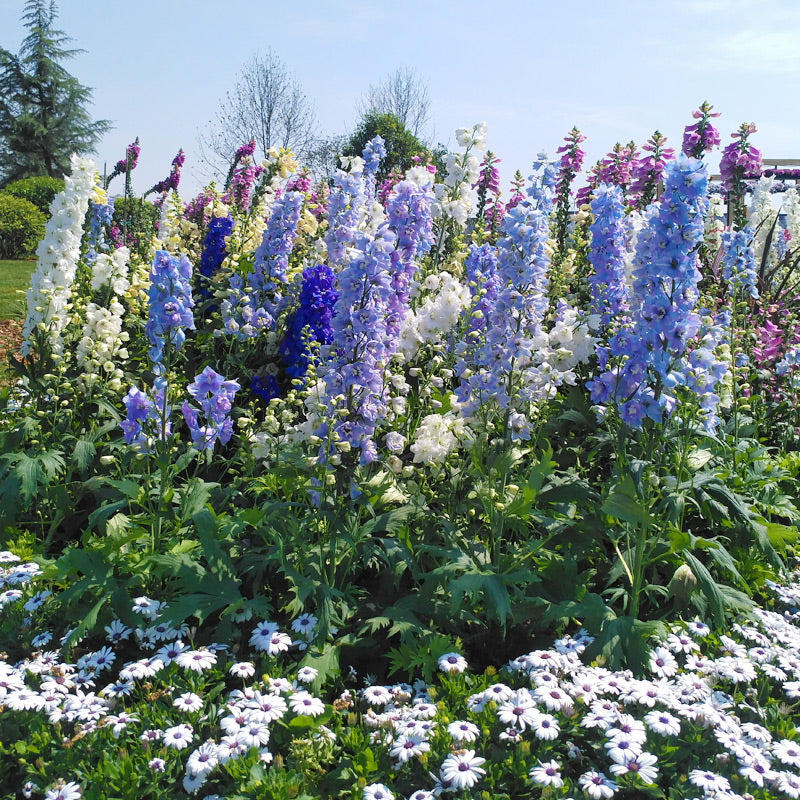 🌼BIG FLOWER DELPHINIUM SEEDS