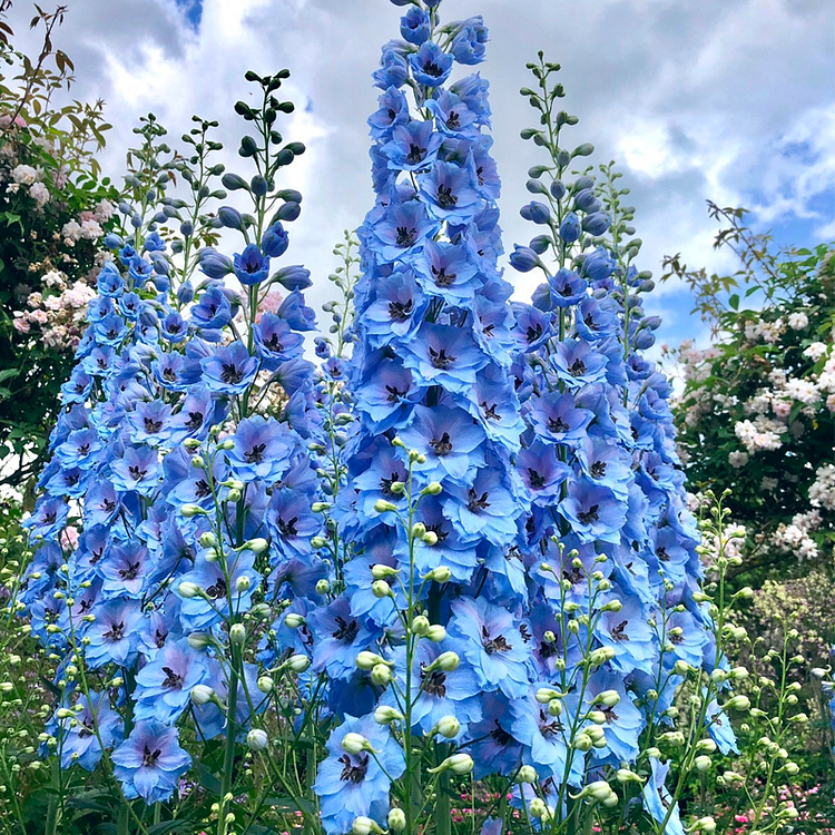 🌼BIG FLOWER DELPHINIUM SEEDS