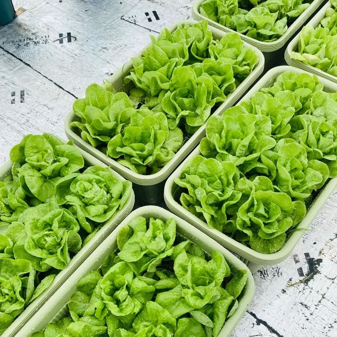 🌿3000 PCS-Fast-Growing Cream Lettuce Seeds