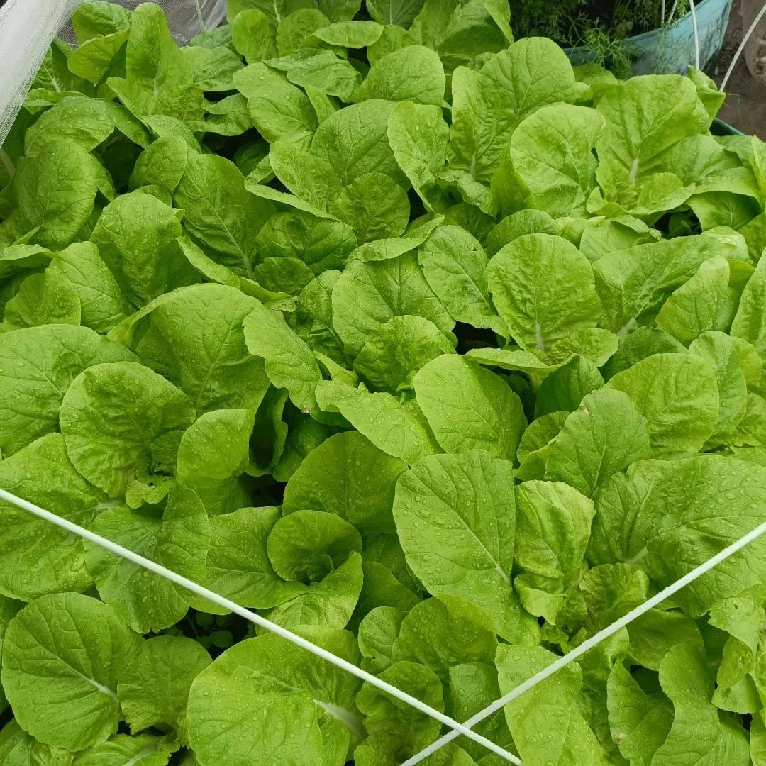 🌿3000 PCS-Fast-Growing Cream Lettuce Seeds