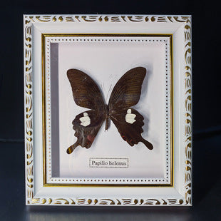 Butterfly crafts teaching collection decorations swallowtail butterfly three-dimensional ornaments