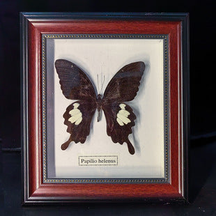 Butterfly crafts teaching collection decorations swallowtail butterfly three-dimensional ornaments